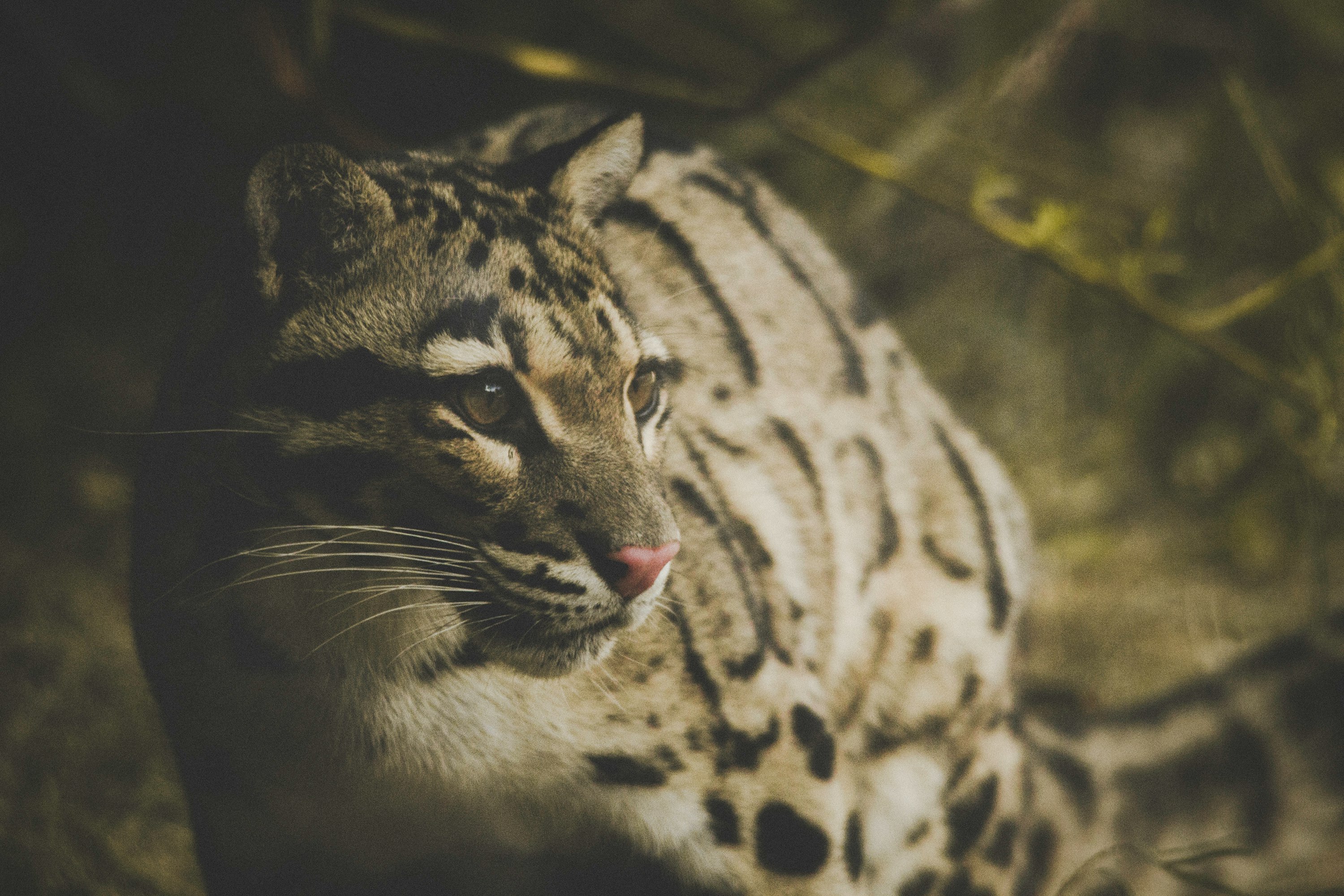 jaguar on leafy surrounding